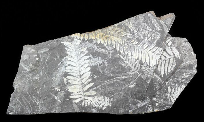 Wide Fossil Seed Fern Plate - Pennsylvania #53693